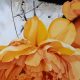2002_Paeonia