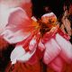 2003_Summer_season_2